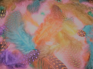 a collection of colorful feathers