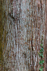 木のテクスチャ