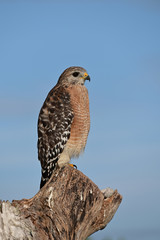 Red-shouldered Hawk - Buteo lineatus - perched on dead log in Everglades National Park, Florida with clear blue sky in background.