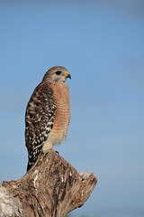 Red-shouldered Hawk - Buteo lineatus - perched on dead log in Everglades National Park, Florida with clear blue sky in background.
