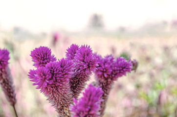 Fototapeta na wymiar Purple flower field soft pink background