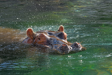 Fototapeta premium hippopotamus - (Hippopotamus amphibius) In the water