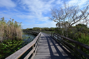 Fototapeta na wymiar Anhinga Trail Boardwalk over ponds covered in lily pads in Everglades National Park, Florida on a sunny winter morning.