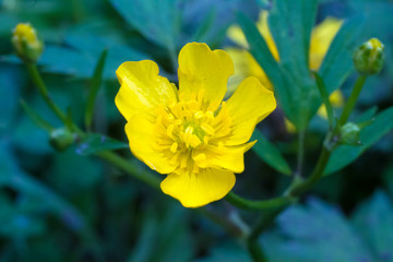 Yellow wood anemone (buttercup anemone) in summer garden