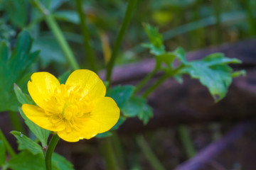 Yellow wood anemone (buttercup anemone) in summer garden
