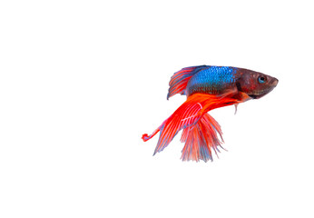 The Photo of Beautiful moving moment  of siam Red Blue Orange Half Moon  Betta fish in Thailand on White Background.