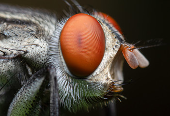 Macro Photo of Housefly Isolated on Background