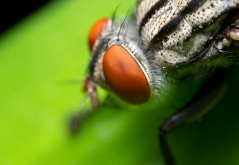 Macro Photo of Housefly on Green Leaf