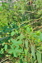Blooming nettle 2
