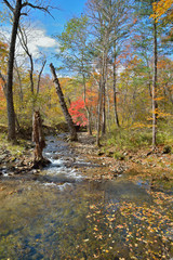 Fototapeta na wymiar Autumn woodsy river 17