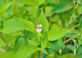 Blooming herb (Truellum thunbergii) 5