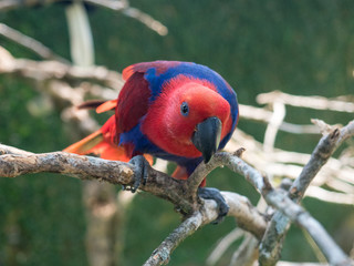 Indonesia, november 2019: Female (red) eclectus parrot sitting on a branch. Red-and-blue parrot. Tropical bird.
