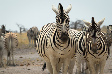 Naklejka premium zebra's namibia, national park