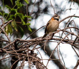 Rufous-collared Sparrow