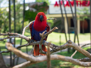 Indonesia, november 2019: Female (red) eclectus parrot sitting on a branch. Red-and-blue parrot. Tropical bird.