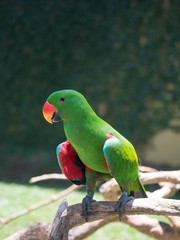 Indonesia, november 2019: The eclectus parrot (Eclectus roratus), portrait of the green male eclectus with color background.