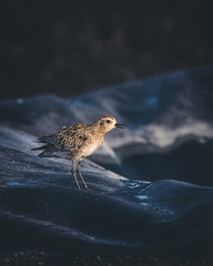 Hawaiian Plover Bird Calling at Sunset