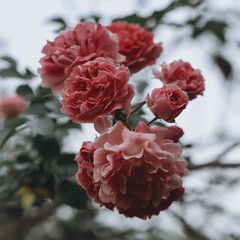 Pinkshy Flowers