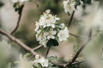 twig of a white flowering tree in green foliage with blurred foreground