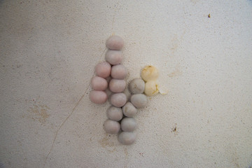 Cradle of geckos.Seen on the walls of the general house.