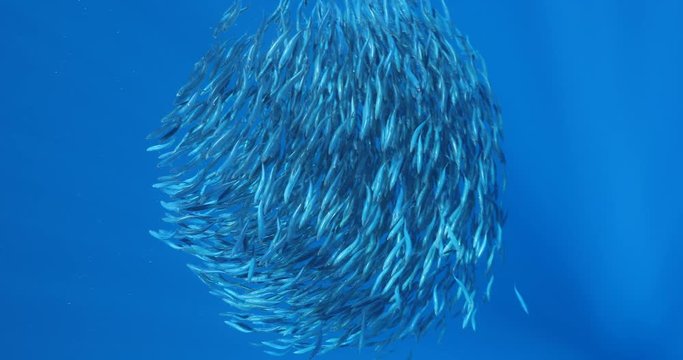 Bait ball of sardines and Mackerel in Magadalena Bay, Baja Califonnia Sur, Mexico.