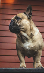 Portrait of a dog, french bulldog, close. on the porch of the house. Red background