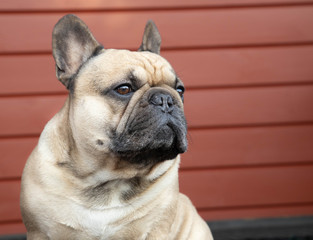 Portrait of a dog, french bulldog, close. on the porch of the house. Red background