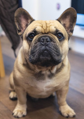 Fototapeta premium Portrait of a dog, french bulldog, close. on the porch of the house.