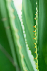 leaf pattern in nature background texture
