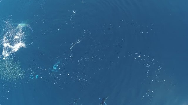 Aerial shots of Stripped marlin hunting and feeding in a baitball in Magdalena Bay, Baja California Sur, Mexico.