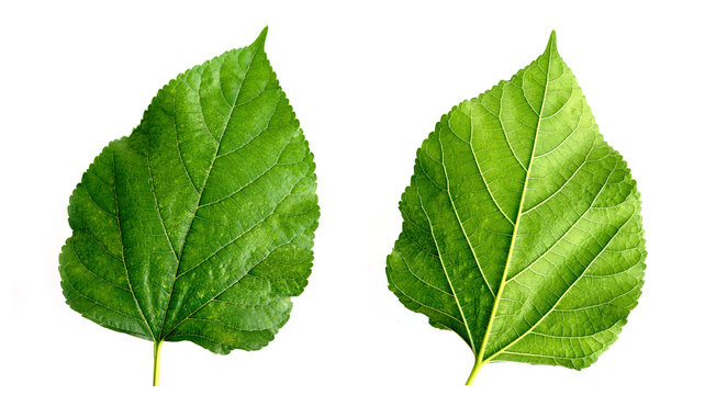 green leaf isolated on white background.  Close-up Collection of the front and back of the green mulberry leaf.