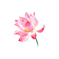 Watercolor drawing of a Lotus flower.