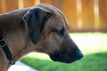 Portrait of handsome Rhodesian Ridgeback Dog
