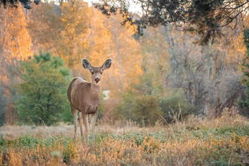 Deer in the fall
