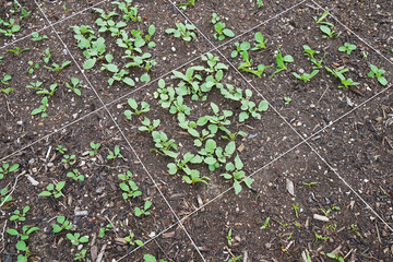 Close up green plant cropping