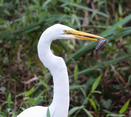 Close up of Great White Egret with Fish in its Mouth