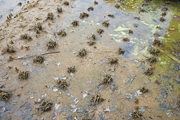 Rows of cut rice in paddy field