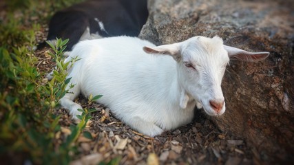 A white domestic goat lies on the lawn.
