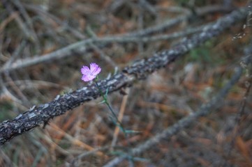 Mysterious autumn forest in the afternoon
