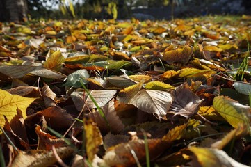 Fallen autumn leaves lie on the ground in the garden.