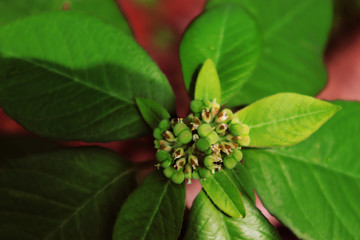 Cute little flowers in green leafy plant