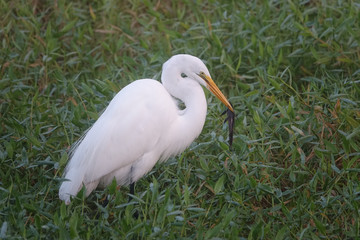 Great White Egret with Fish in Mouth