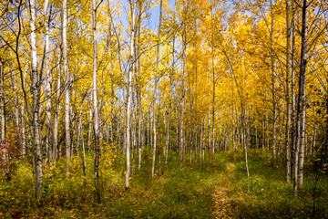 Early fall season forest