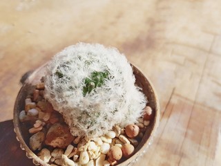 The small diamond cylinder in a pot  