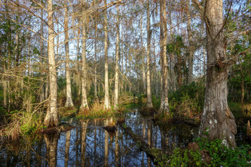 Fototapeta na wymiar Cypress Hammock in Monring Light in Bird Rookery Swamp Florida