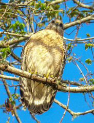 Front View of Red Shouldered Hawk in Bird Rookery Swamp Florida