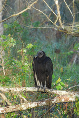 American Black Vulture Perched on Branch in Bird Rookery Swamp Florida