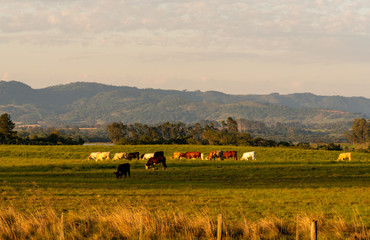 Obraz premium Dawn at extensive cattle farm in southern Brazil8