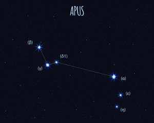 Obraz na płótnie Canvas Apus (The Bird of Paradise) constellation, vector illustration with basic stars against the starry sky
