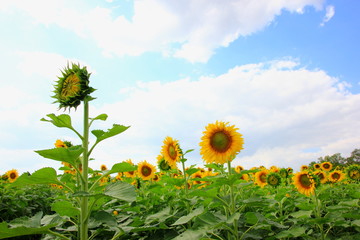 Sunflower in the field with cloudy blue sky and Sunflower of blooming nature. Selective focus .